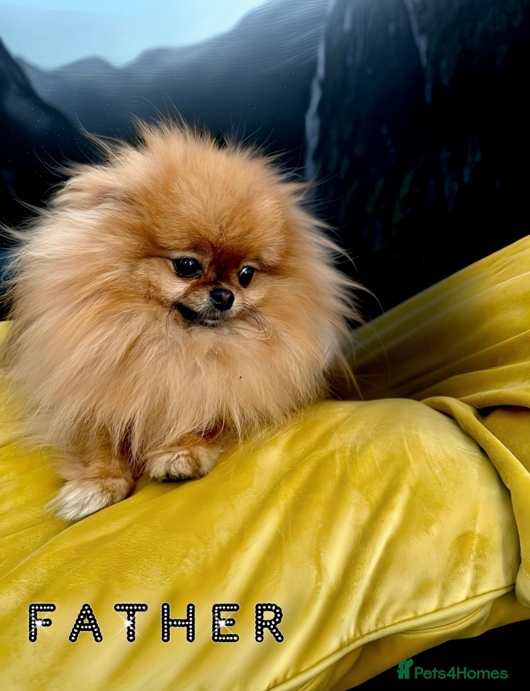 Pomeranian dogs for sale: 💎Extra Small Teddy Face🧸  - Image 6
