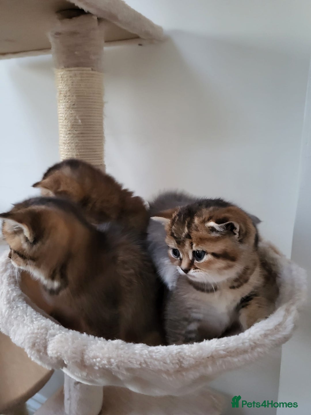 British Shorthair cats for sale:  **  **  **  ** BRITISH SHORTLY **  **  **  **   - Advert 28