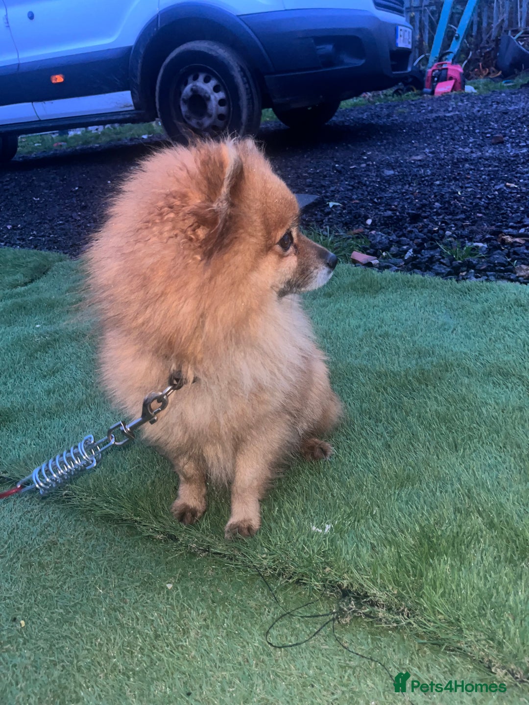 Pomeranian dogs for stud: Pomeranian stud - Advert 5