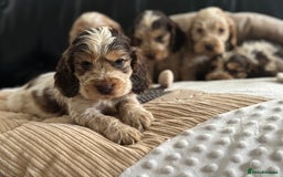 Cocker Spaniel dogs for sale: Outstanding of top quality show type puppies 🌈🐶 - Advert 6