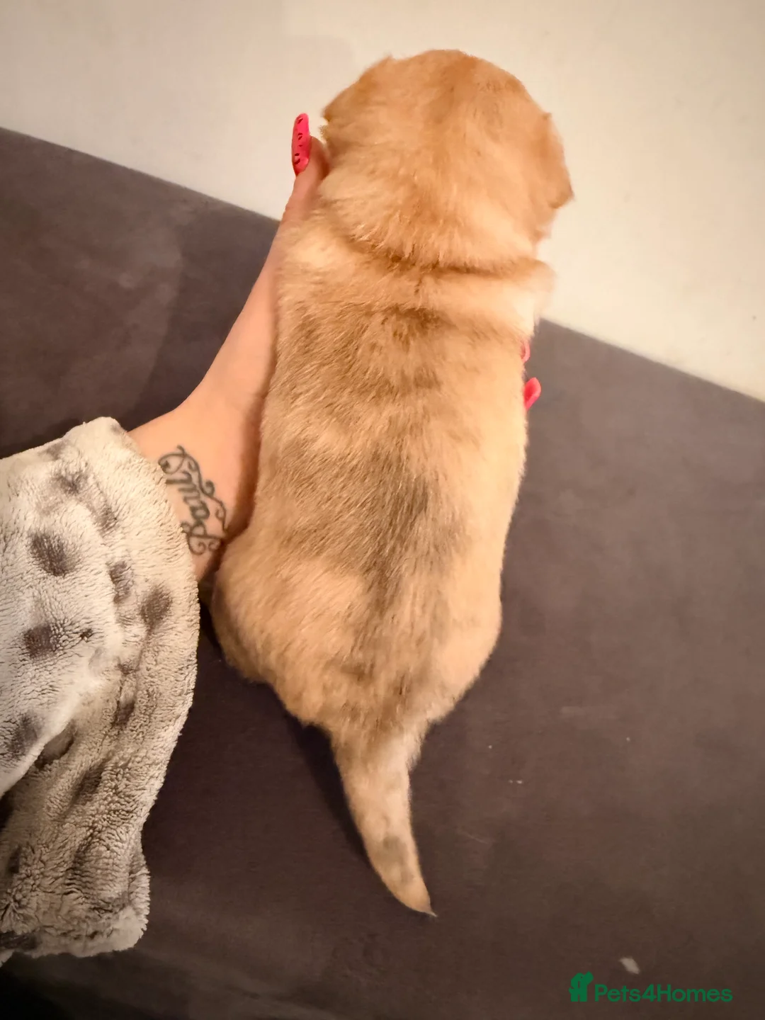 Chihuahua dogs for sale: 2 beautiful female Chihuahua puppies  - Advert 10