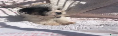 Mixed Breed Puppy 4