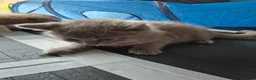 Mixed Breed cats for sale: British Shorthair X Ragdoll kittens  in Altrincham - Advert 4