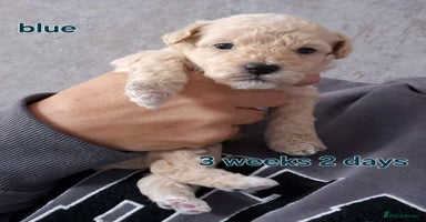 Poochon dogs - Advert 1