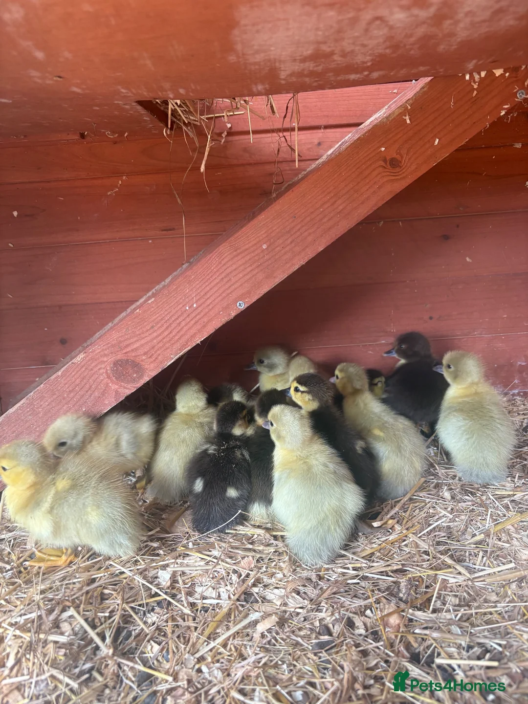 Mixed Breed birds for sale: Moscovi ducklings available with mum in Sheffield - Advert 1