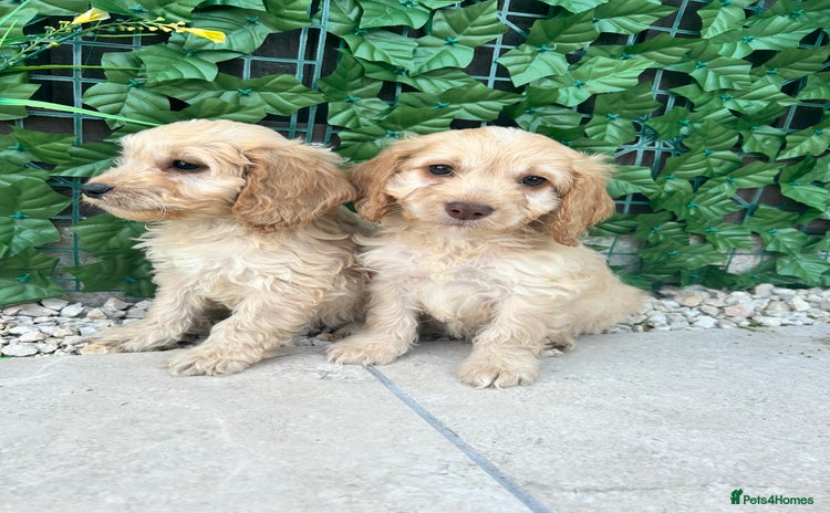 Cockapoo dogs - Advert 7