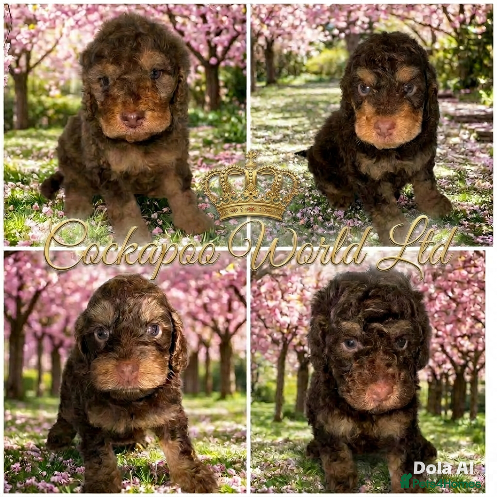 Cockapoo dogs DNA TESTED, Stunning Cockapoo Pups,Ready 5th June  - Advert 10