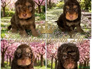 Cockapoo dogs DNA TESTED, Stunning Cockapoo Pups,Ready 5th June - Advert 10