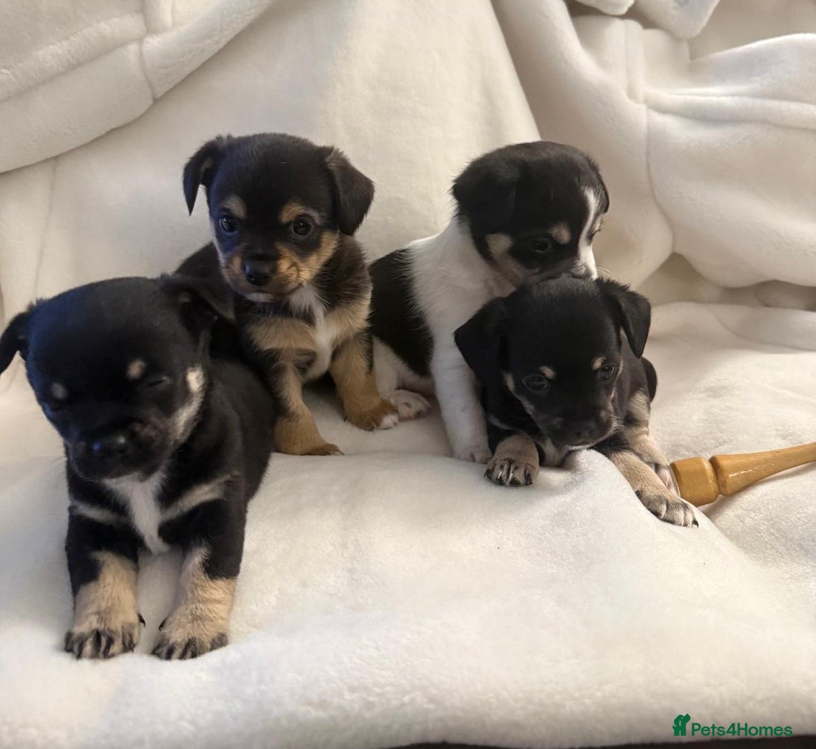 Jack Chi dogs Jackchi for sale  - Advert 1