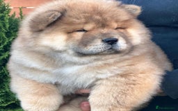 Chow Chow dogs for sale: Kc Registered Chow Chow Pups - Image 21
