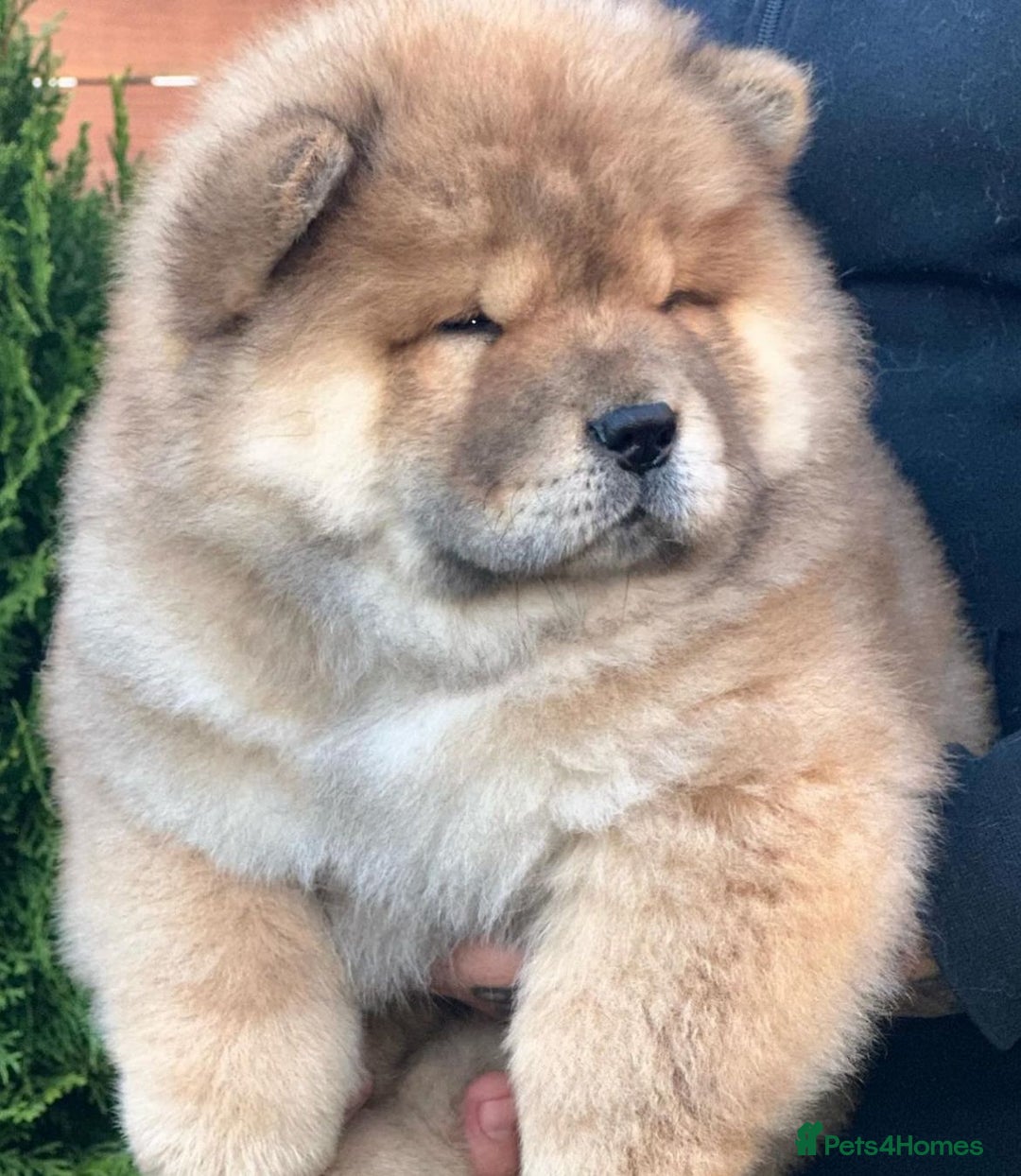 Chow Chow dogs for sale: Kc Registered Chow Chow Pups - Image 21