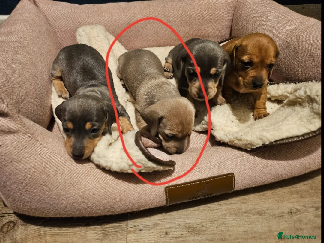 Miniature Dachshund dogs for sale: Kc registers mini smoothaired dachshund puppies - Advert 18