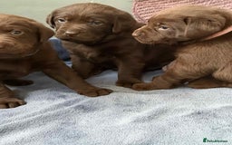 Labrador Retriever dogs for sale: KC SILVER/CHOCOLATE PEDIGREE LABRADOR PUPIES - Image 18