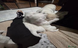 West Highland Terrier dogs for sale: Gorgeous pedigree westies, excellent bloodlines - Image 8