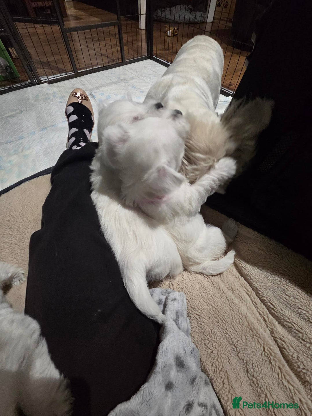 West Highland Terrier dogs for sale: Gorgeous pedigree westies, excellent bloodlines - Image 8