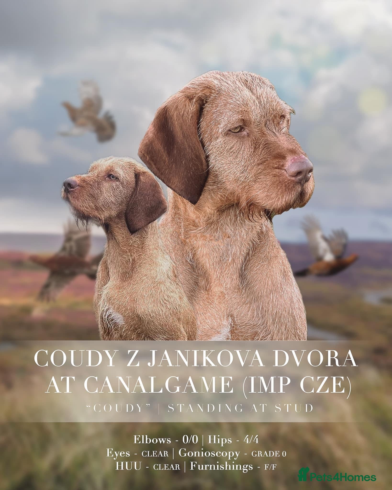 Hungarian Vizsla dogs At stud Coudy - Advert 2