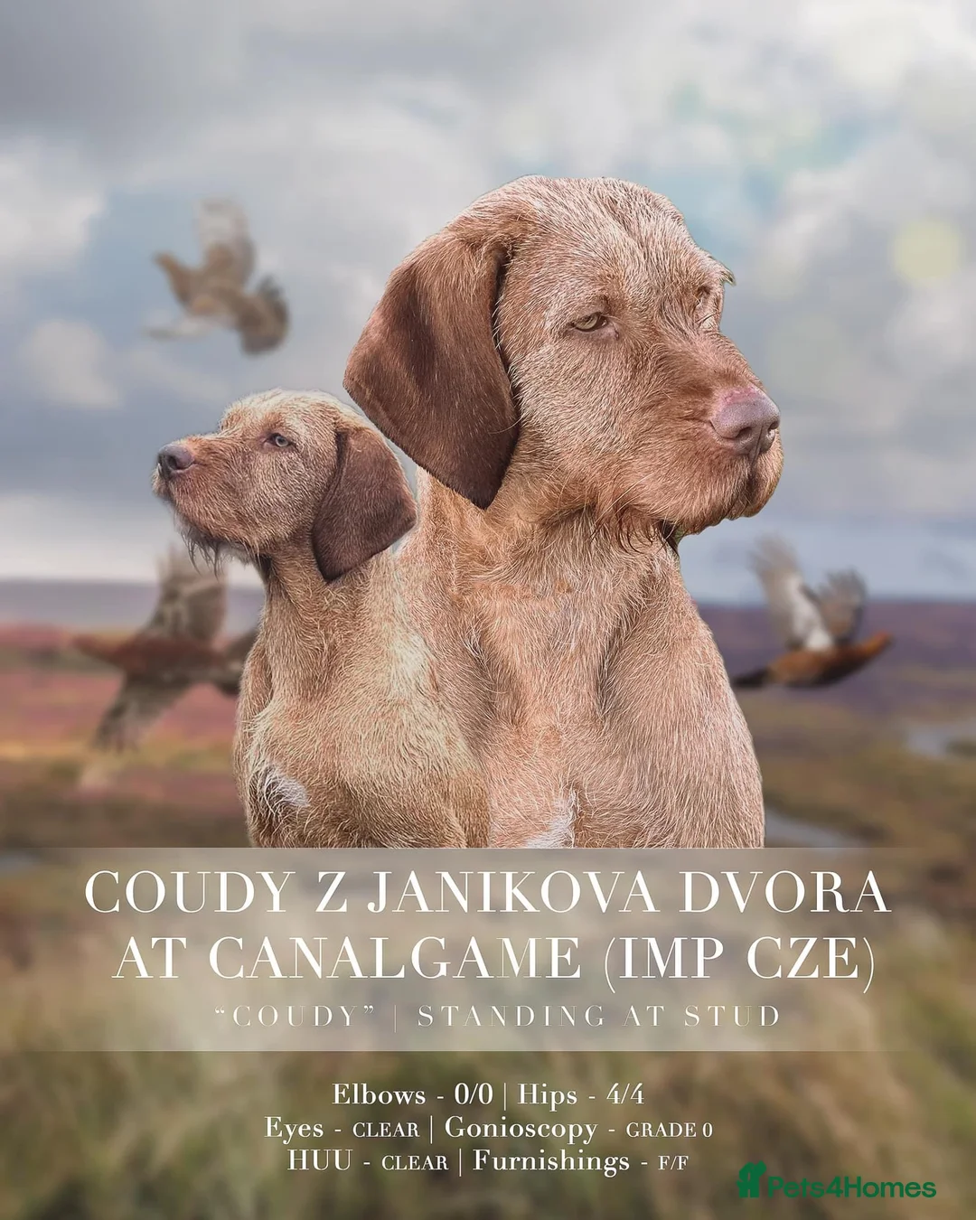 Hungarian Vizsla dogs for stud: At stud Coudy - Advert 1