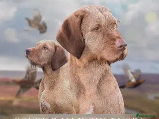 Hungarian Vizsla dogs At stud Coudy - Advert 2