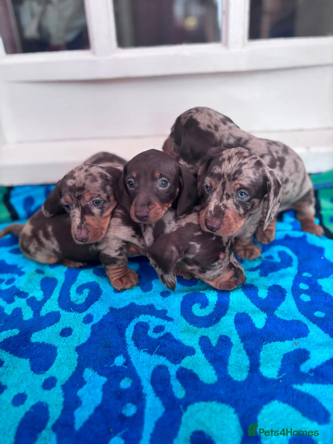 Miniature Dachshund dogs for sale: BEAUTIFUL MINI DACHSHUND PUPPIES - Advert 9
