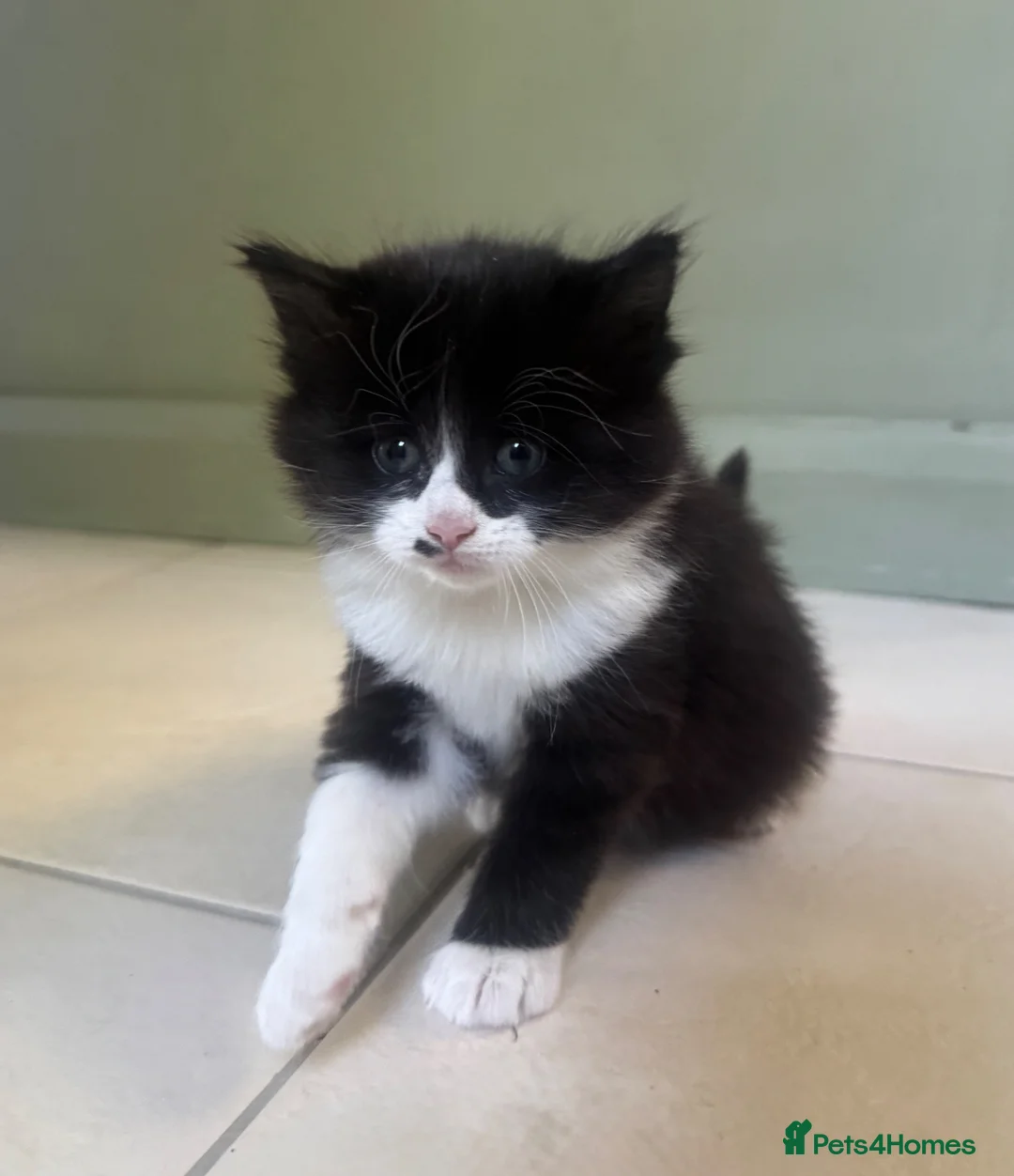 Mixed Breed cats for sale: Two adorable mixed breed kittens, ready now.  - Advert 9