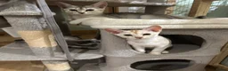 Abyssinian cats for sale: Silver Abyssinian kittens  - Advert 5