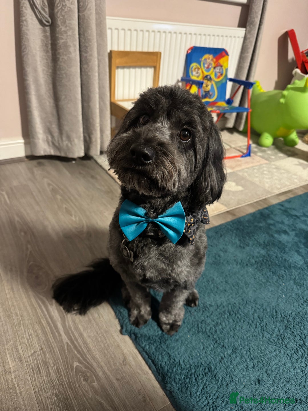 Cockapoo dogs for stud: Max 2 year old Cockapoo Stud £175 Experienced in Warrington - Image 6
