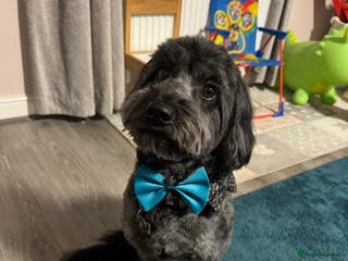 Cockapoo dogs Max 3 year old Cockapoo Stud £125 Experienced in Warrington - Advert 17