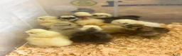 Chickens poultry for sale: Unsexed silkie chicks  - Advert 1