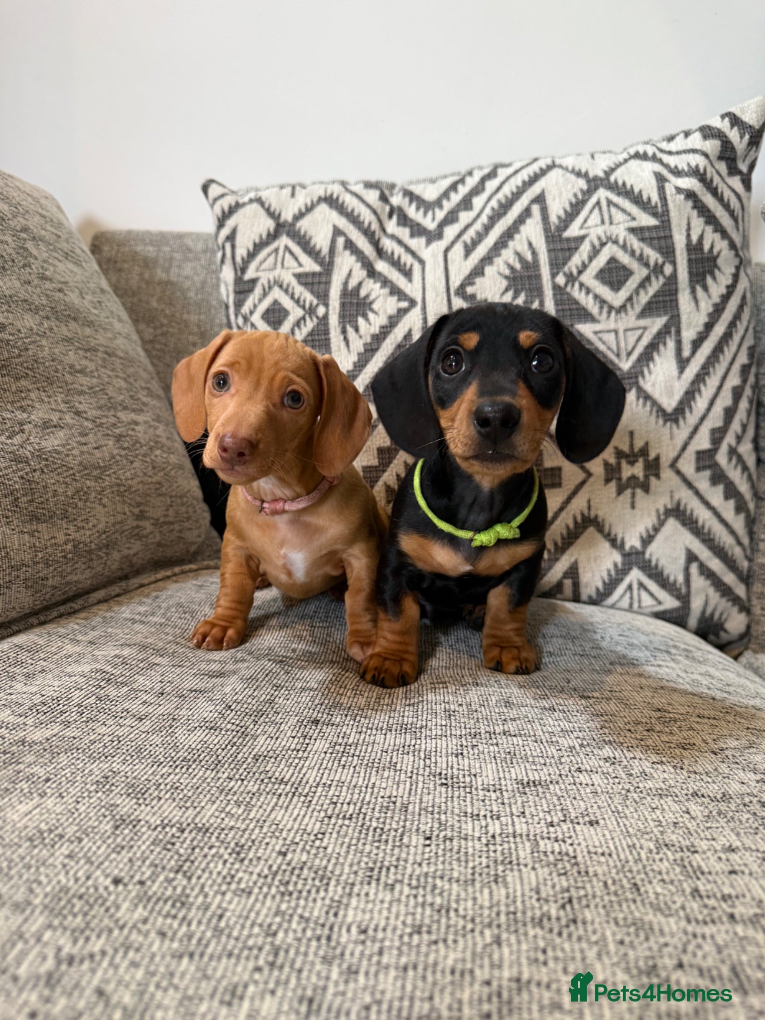 Miniature Dachshund dogs 🐾REDAY NOW🐾KC Reg Mini Dachshunds 1 Girl 1 Boy   - Advert 6