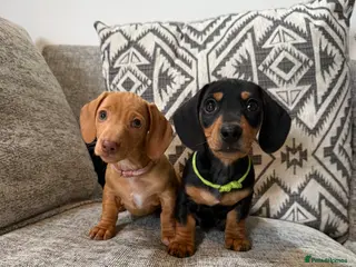 Miniature Dachshund dogs 🐾REDAY NOW🐾KC Reg Mini Dachshunds 1 Girl 1 Boy - Advert 4