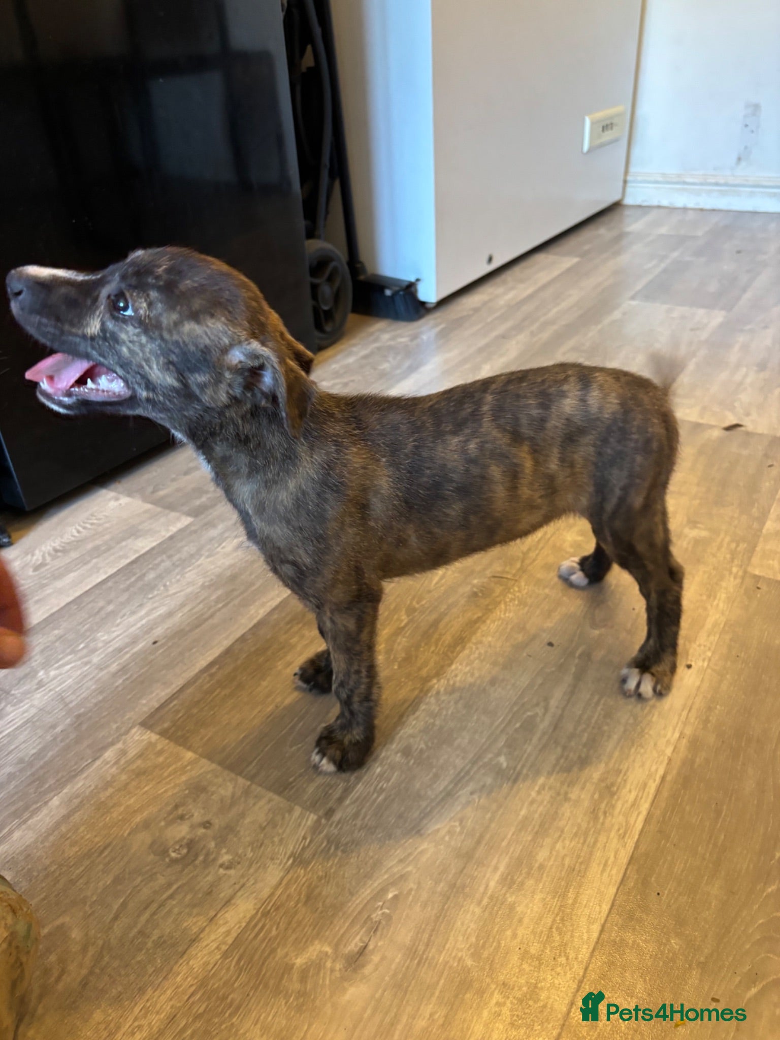 Mixed Breed dogs Bull cross x Weston cross lurcher  - Advert 1