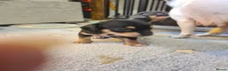 Chiweenie dogs for sale: Chihuaha X Dachshund - Advert 4