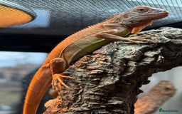 Iguana reptiles for sale: Iguana Orange Zero juvenile  - Image 2