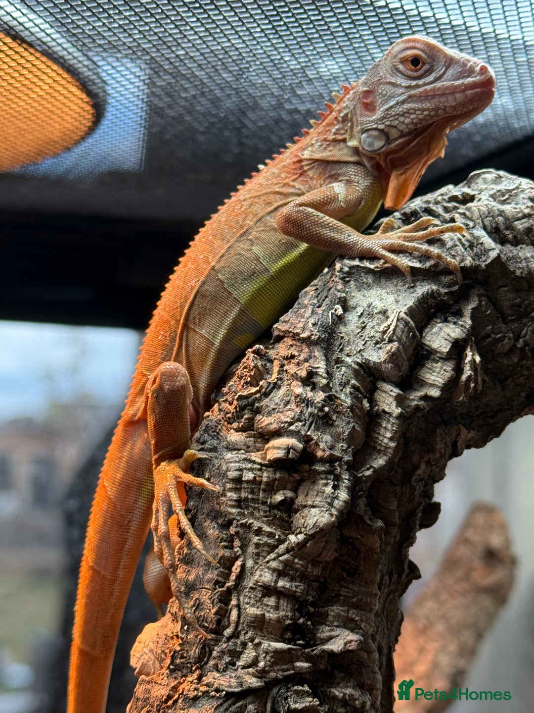 Iguana reptiles for sale: Iguana Orange Zero juvenile  - Image 2