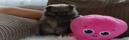 Pomeranian dogs for sale: Four small cute pups  - Advert 36