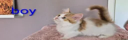 Munchkin cats for sale: Beautiful Munchkin kittens  - Advert 37