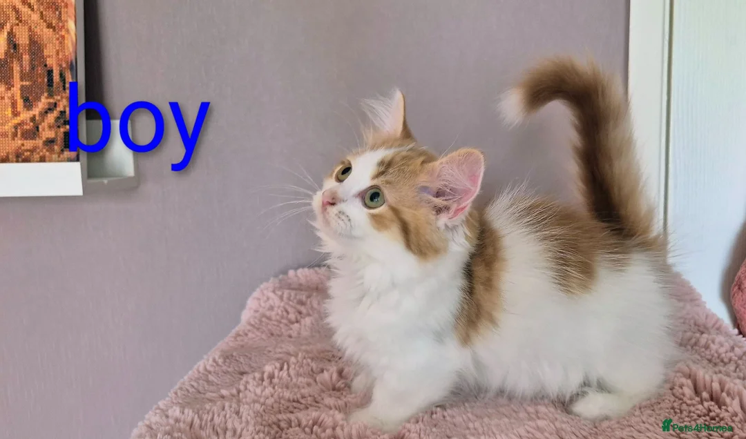 Munchkin cats for sale: Beautiful Munchkin kittens  - Advert 40