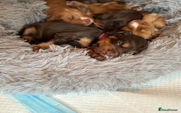 Cocker Spaniel dogs for sale: Cocker spaniel (working cocker spaniel)   - Image 7