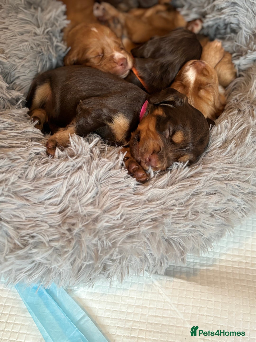 Cocker Spaniel dogs for sale: Cocker spaniel (working cocker spaniel)   - Image 7