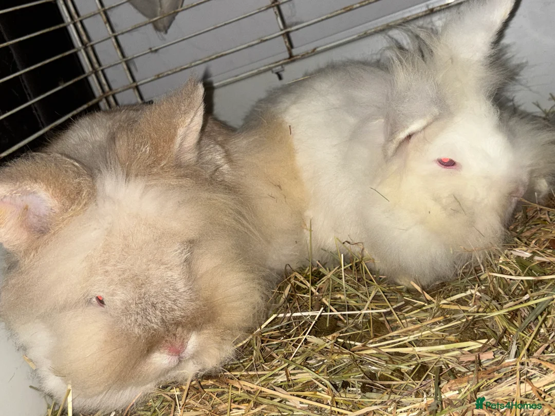 Lionhead rabbits for sale: 2 lion head rabbits, mum and bunny  - Advert 1