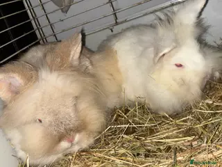 Lionhead rabbits 2 lion head rabbits, mum and bunny - Advert 1