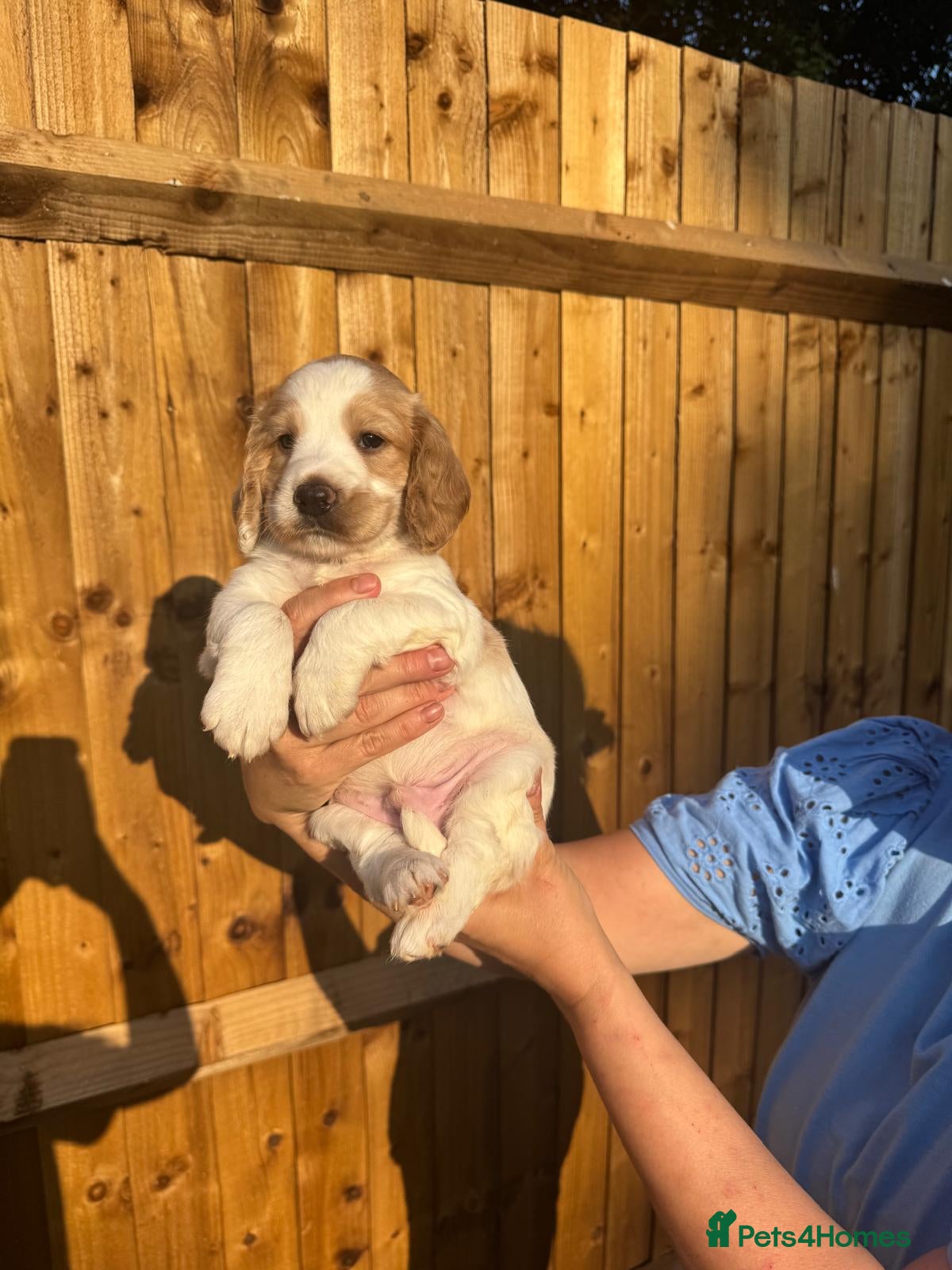 Cocker Spaniel dogs 12 week old fully vaccinated puppy trained boy  - Advert 1