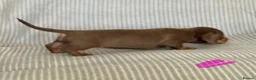 Miniature Dachshund dogs for sale: Miniature Dachshund puppies - Advert 11