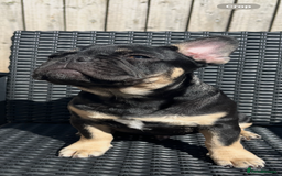 French Bulldog dogs for sale: Beautiful French bulls  - Image 2