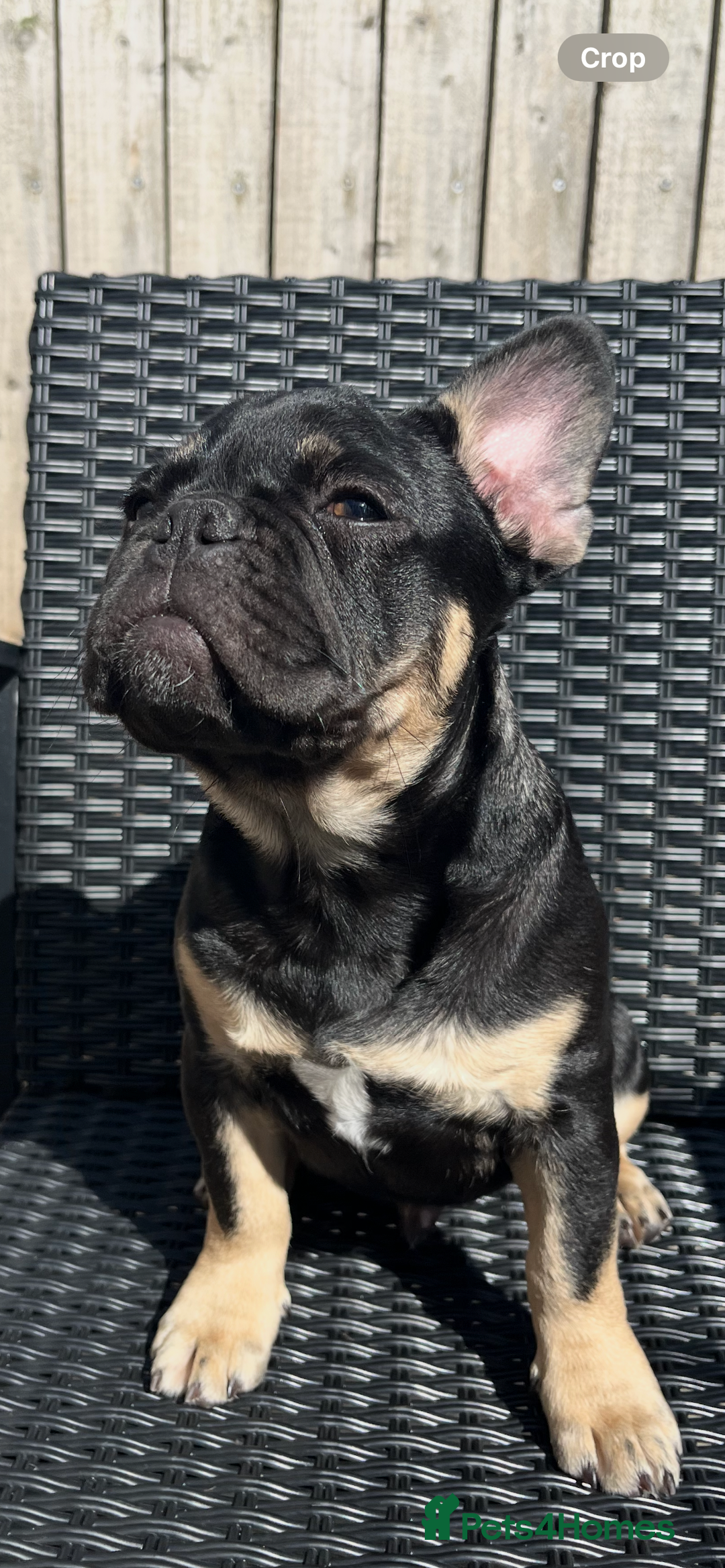 French Bulldog dogs for sale: Beautiful French bulls  - Image 2