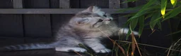 Persian cats for sale: Simply Stunning Persian Kittens  in Warrington - Advert 7