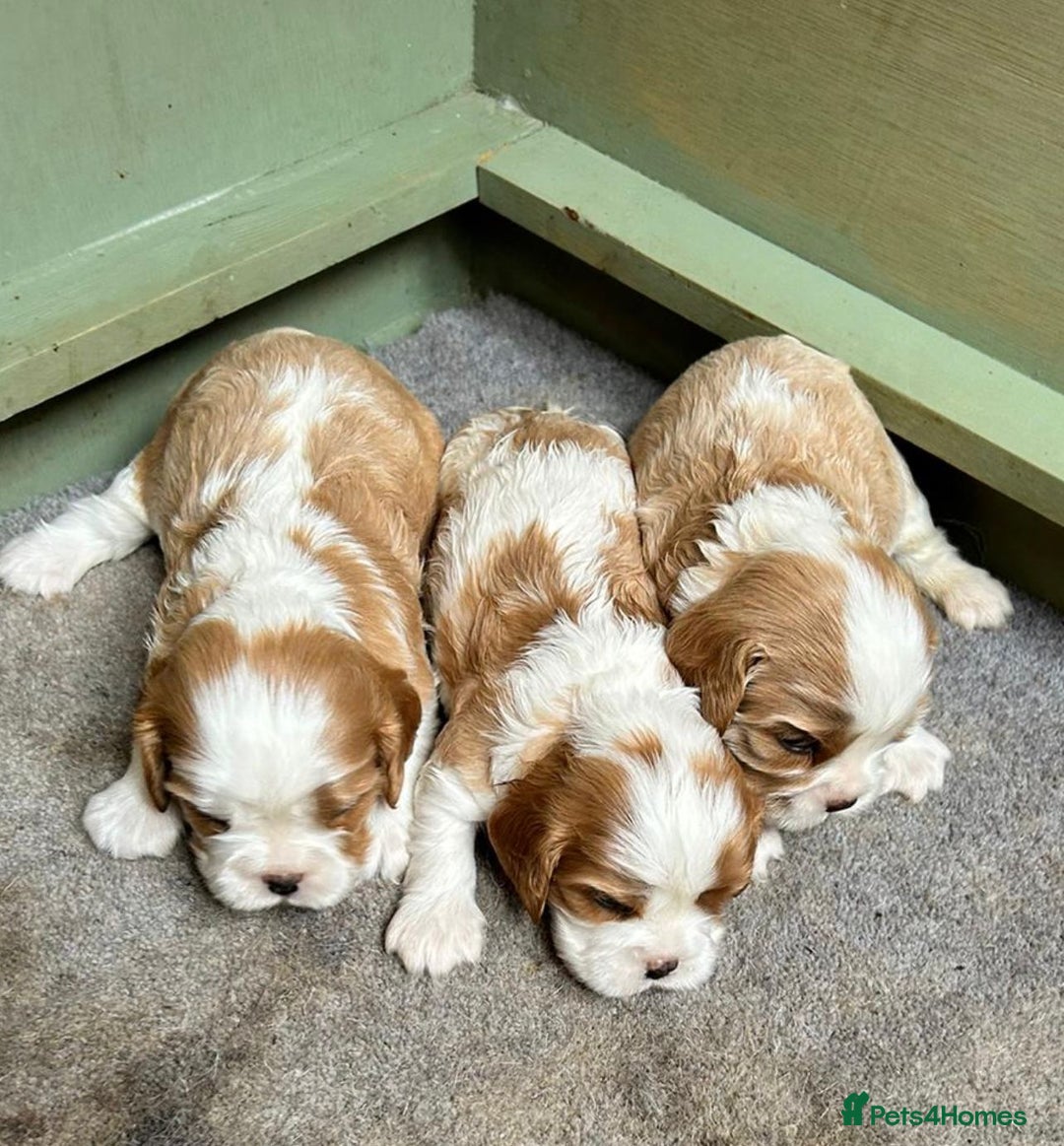 Cavalier King Charles Spaniel dogs for stud: Handsome Cavalier King Charles for Stud - Image 6