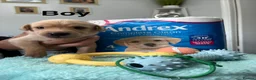 Labrador Retriever dogs for sale: Labrador Puppies – 2 Girls & 7 Boys - Advert 6