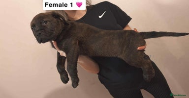 Mixed Breed dogs Rottweiler X Brindle Puppies - Advert 1