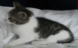 Tibetan cats for sale: Tabby white kittens looking for a lovely home - Advert 9